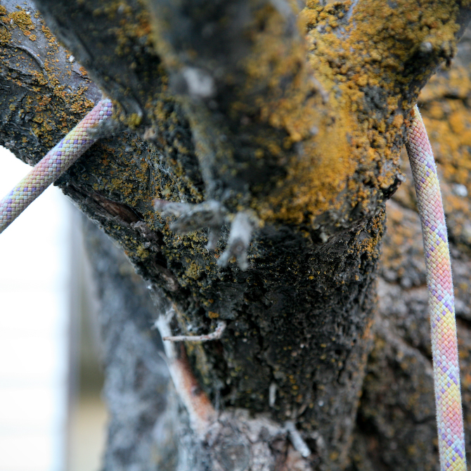 Method 2: Throw it over a Branch